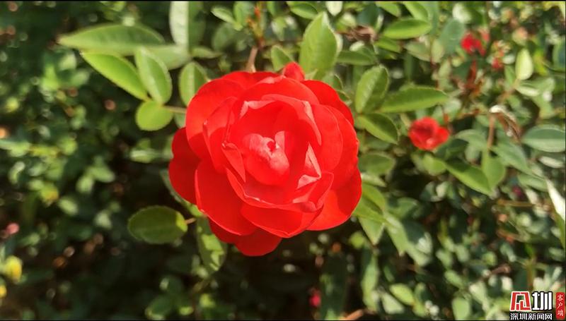 二月深圳赏花指南 山茶 月季 喜花草 带上你的 李焕英 一起去赏花 深圳新闻网