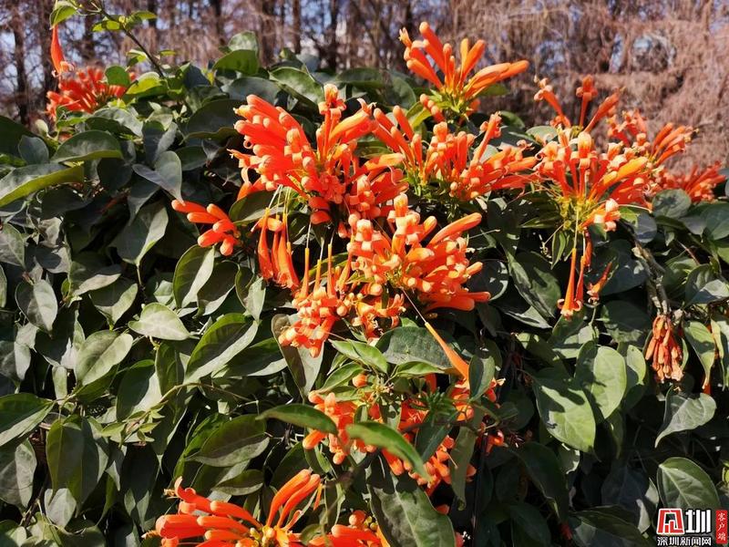 二月深圳赏花指南 山茶 月季 喜花草 带上你的 李焕英 一起去赏花 深圳新闻网